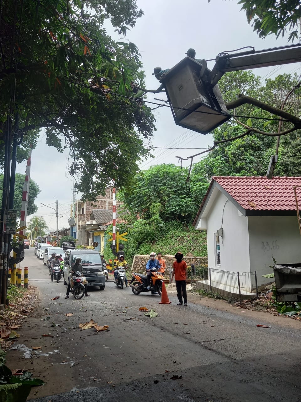 PENANGANAN POHON TUMBANG