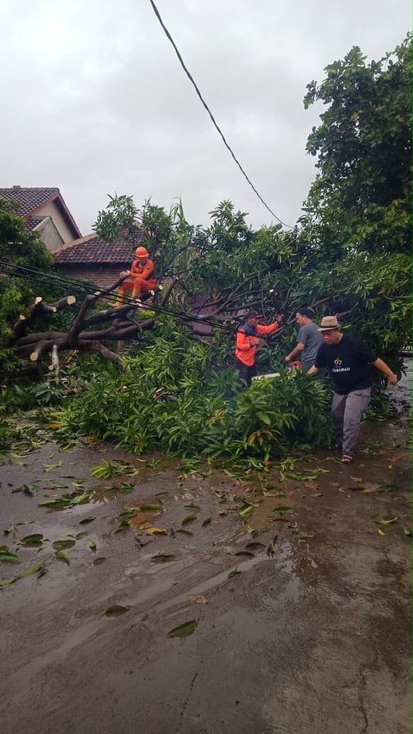 PENENGANAN POHON TUMBANG