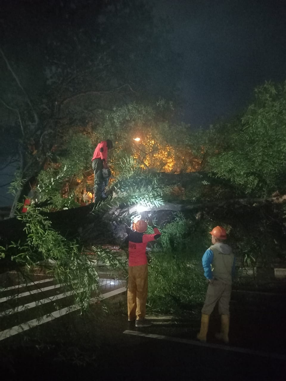 PENANGANAN POHON TUMBANG