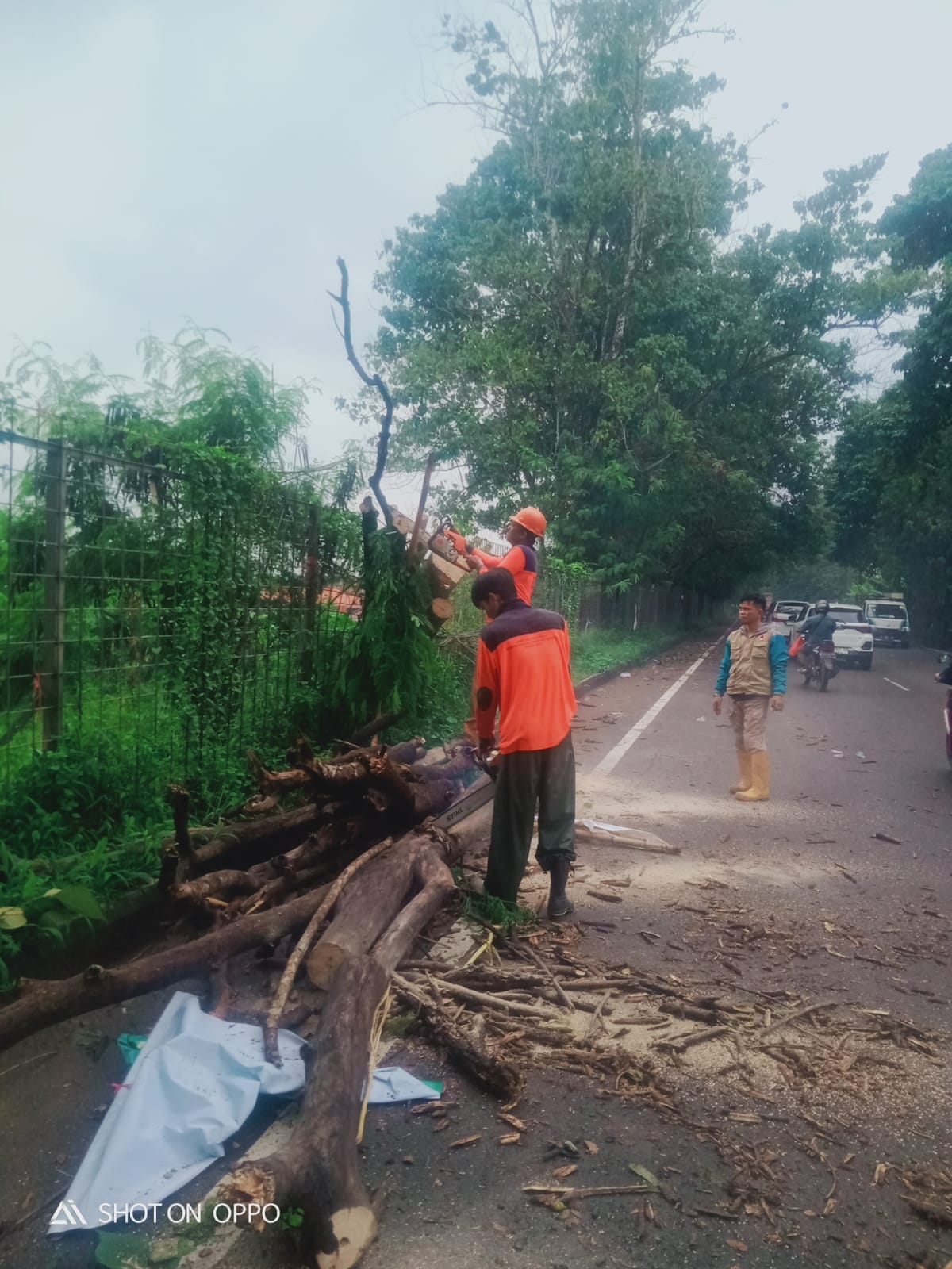 PENANGANAN POHON TUMBANG