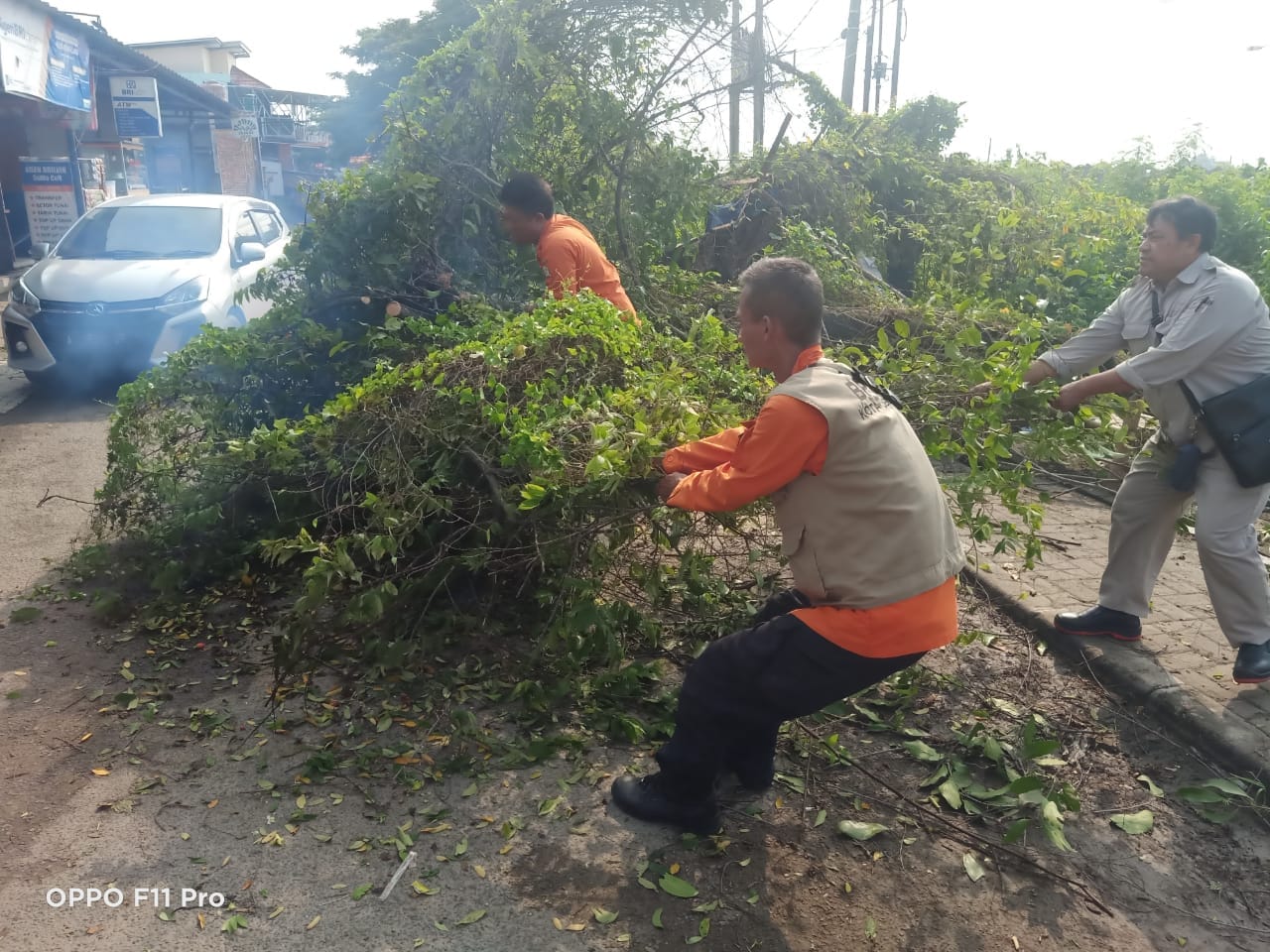 PENANGANAN POHON TUMBANG