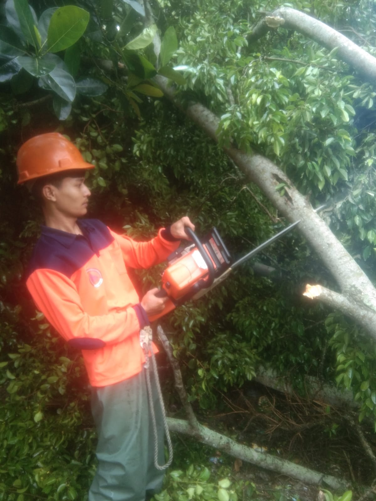 PENANGANAN POHON TUMBANG