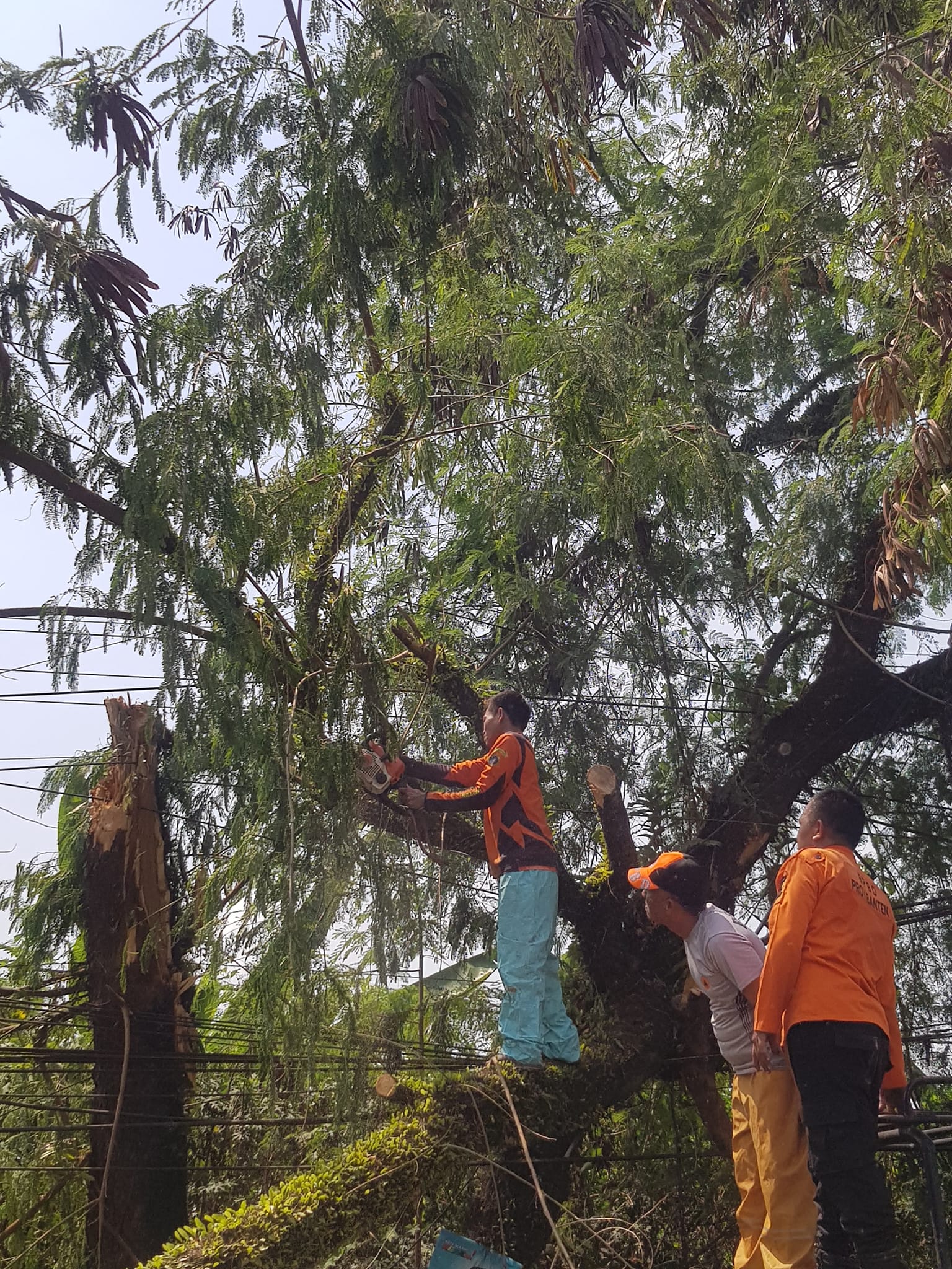 PENANGANAN POHON TUMBANG