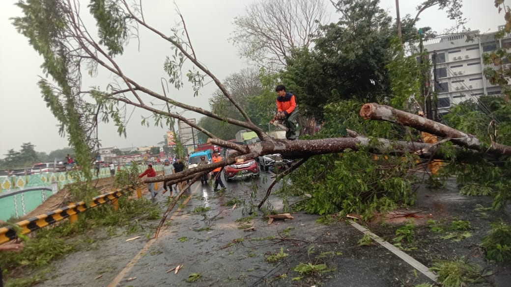 PENANGANAN POHON TUMBANG