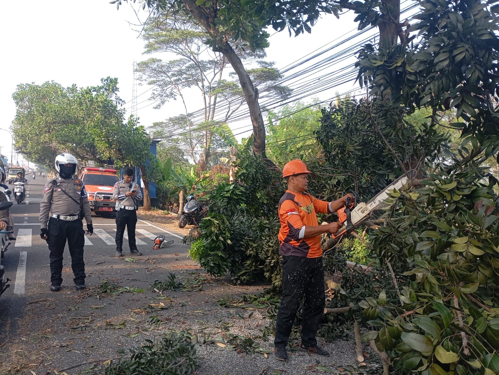 PENANGANAN POHON TUMBANG