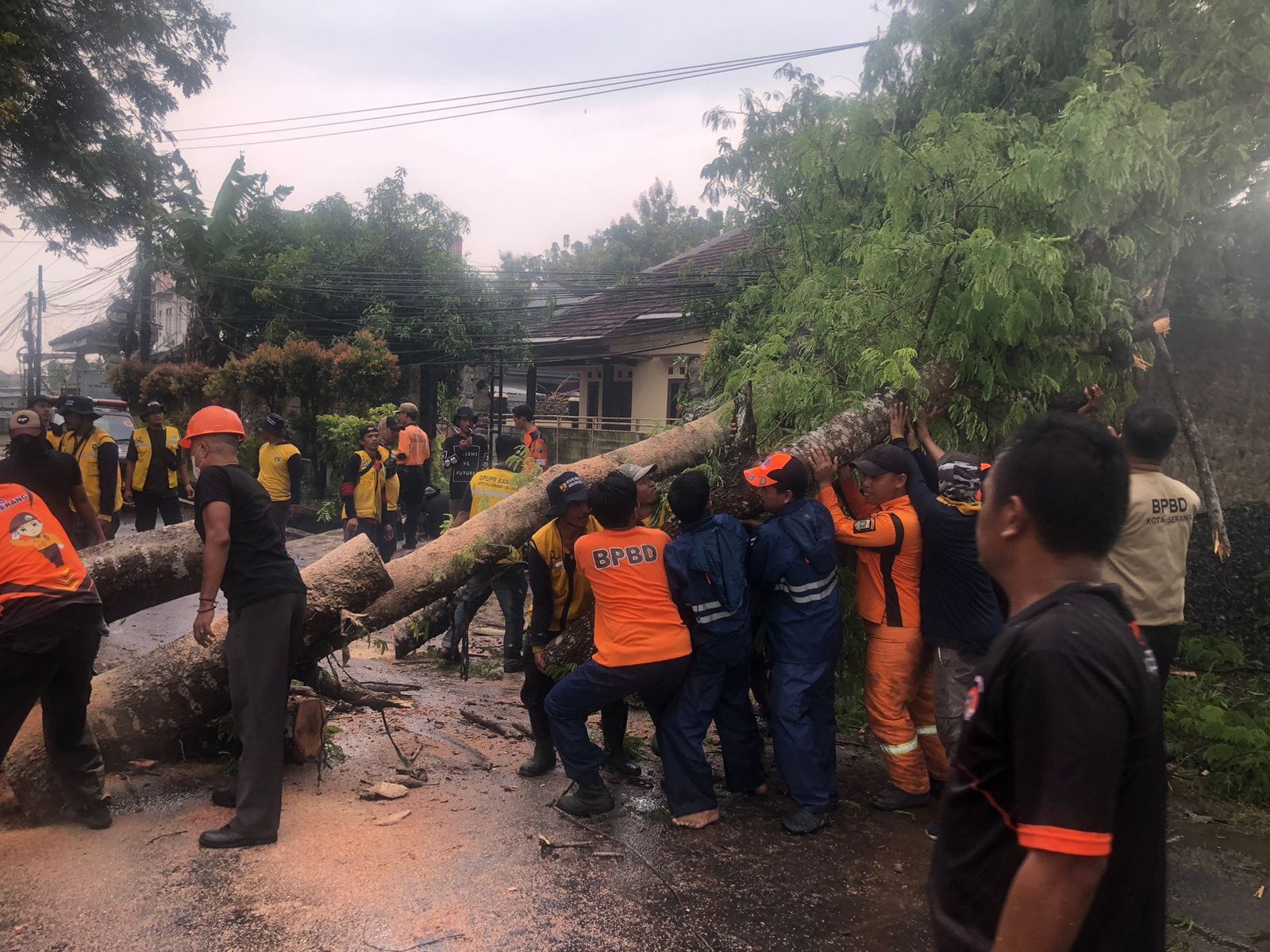 PENANGANAN POHON TUMBANG