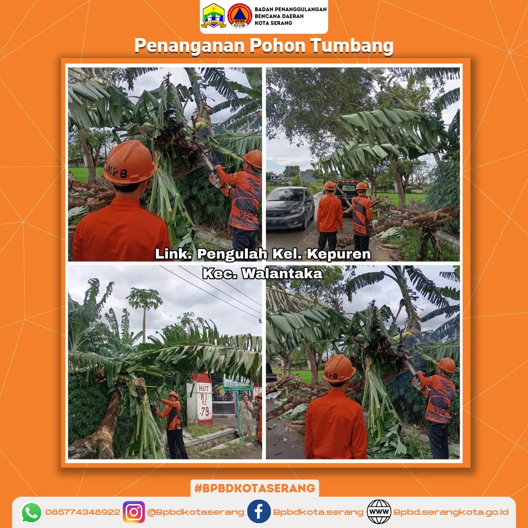 Penanganan Pohon Tumbang Yang Disebabkan Faktor Alam (Hujan)
