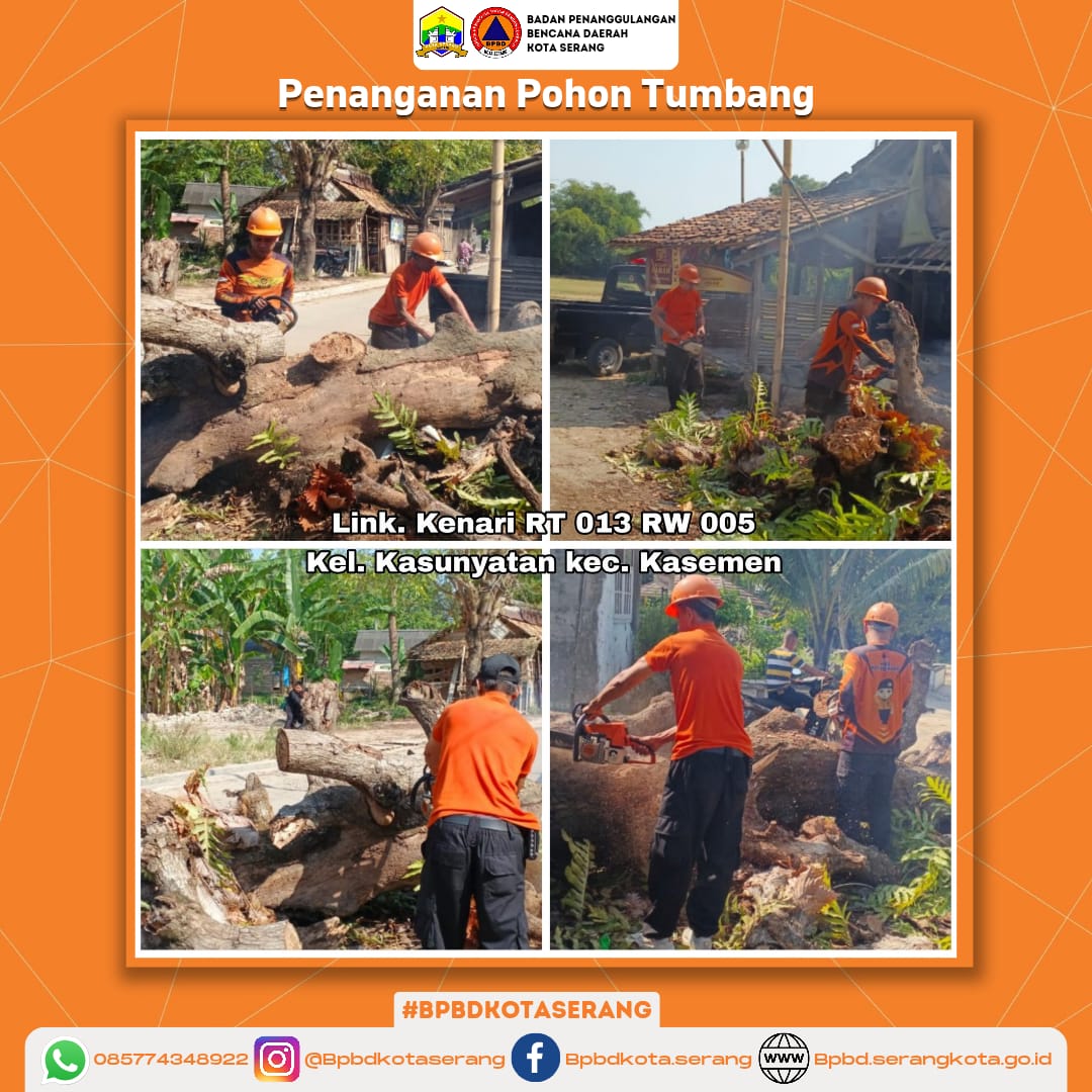 Penanganan Pohon Tumbang Disebabkan Faktor Non Alam (Pohon Sudah Lapuk)