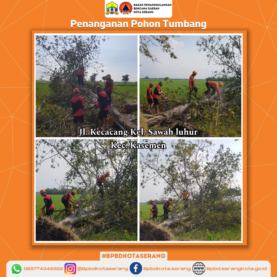 Penanganan Pohon Tumbang Yang Di Sebabkan Faktor alam (angin kencang & Pohon Sudah Lapuk)
