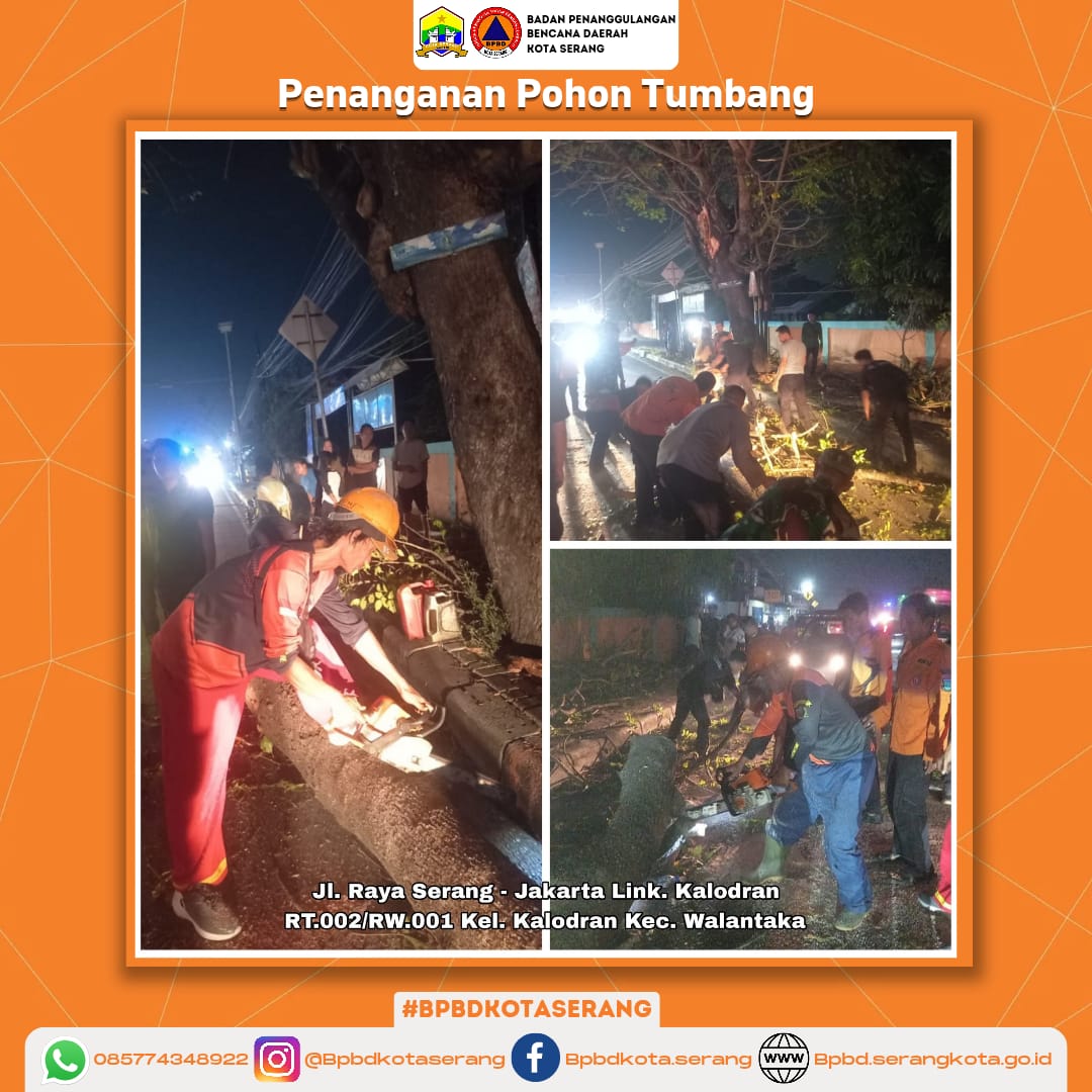 Penanganan Pohon Tumbang Yang Disebabkan Faktor Non Alam (Pohon sudah Rapuh) Di Wilayah Kota Serang