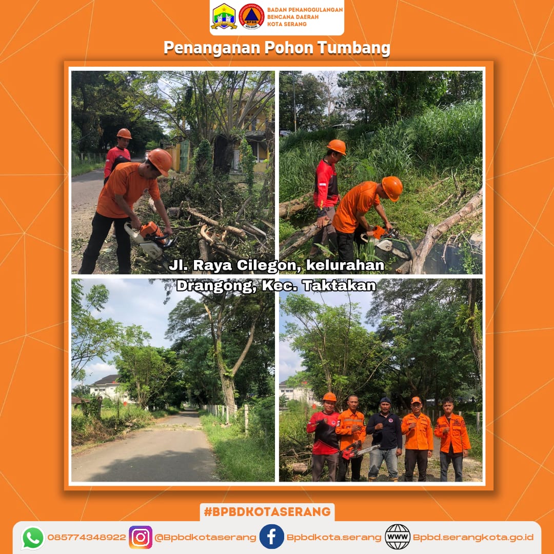 Penanganan Pohon Tumbang