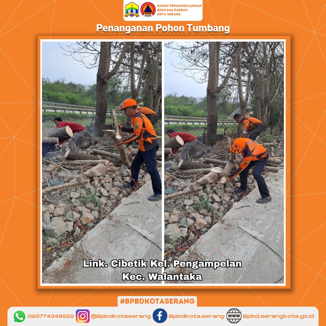 Penanganan Pohon Tumbang Yang Disebabkan Oleh Faktor Non Alam (Pohon Sudah Lapuk) Di Wilayah Kec Walantaka